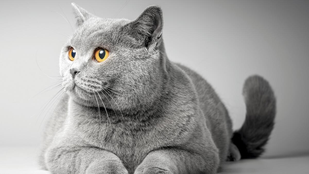 Gorgeous yellow-eyed cat