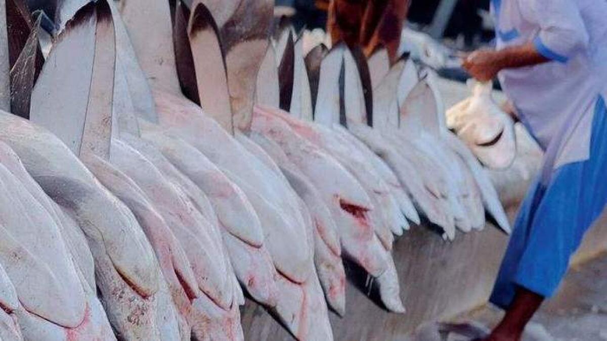 1.7 tonnes of fish seized from Dubai market during surprise raid