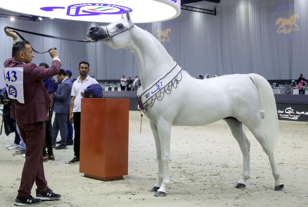 A Purebred Arabian horse at the DIAHC. - Supplied photo