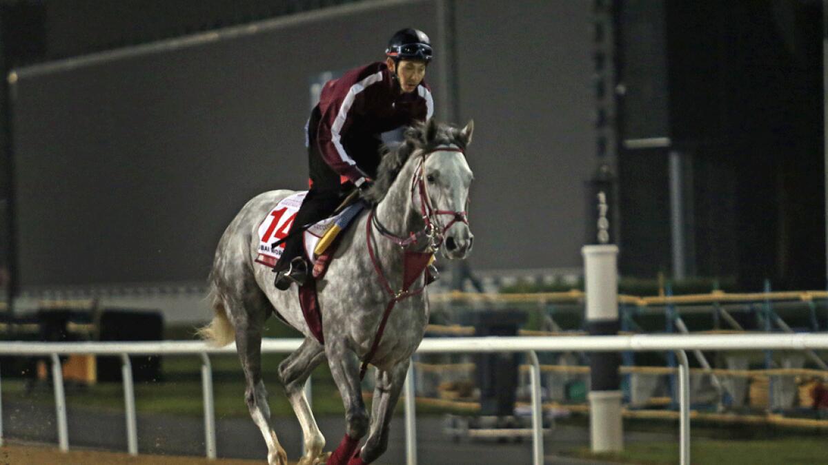 Mikio Matsunaga's horse, Lani training at the Meydan Racetrack on Wednesday.