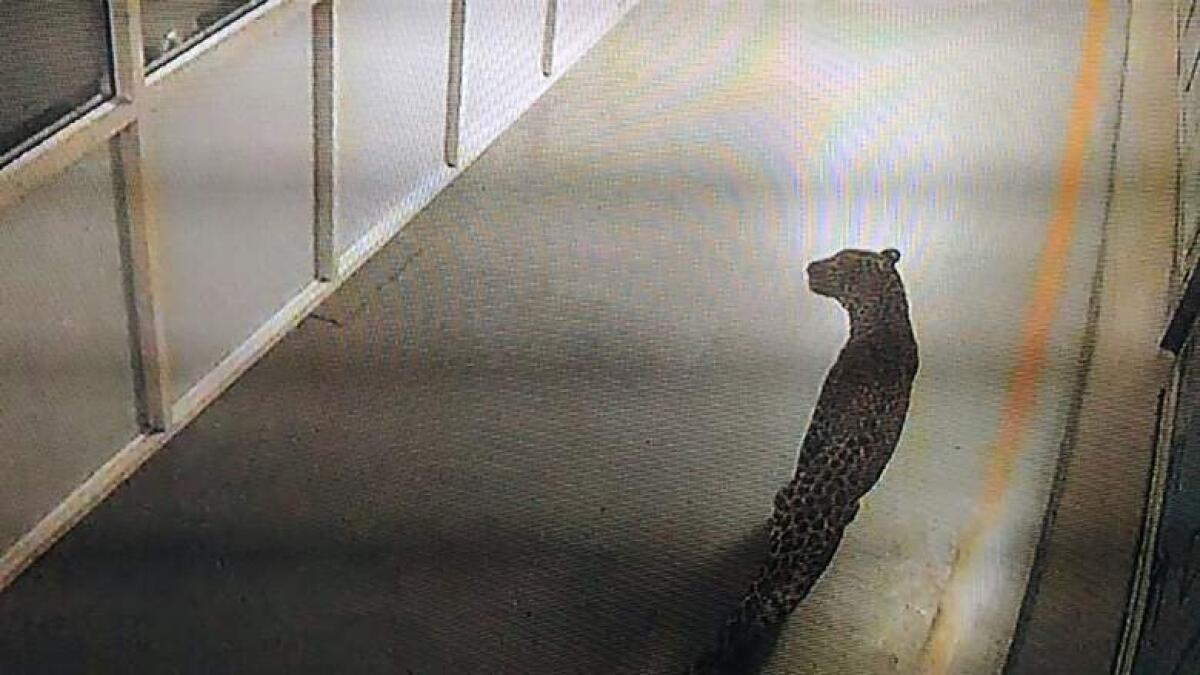 Leopard caught after 36 hours on prowl in India factory