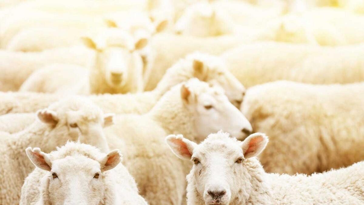Three workers jailed for stealing 9 sheep from Dubai farm 