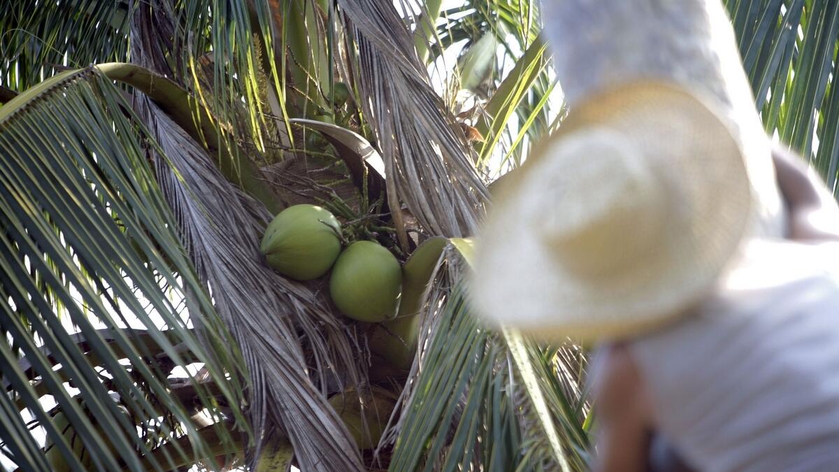  How do Filipino farmers milk the coconut boom? They check their smartphones