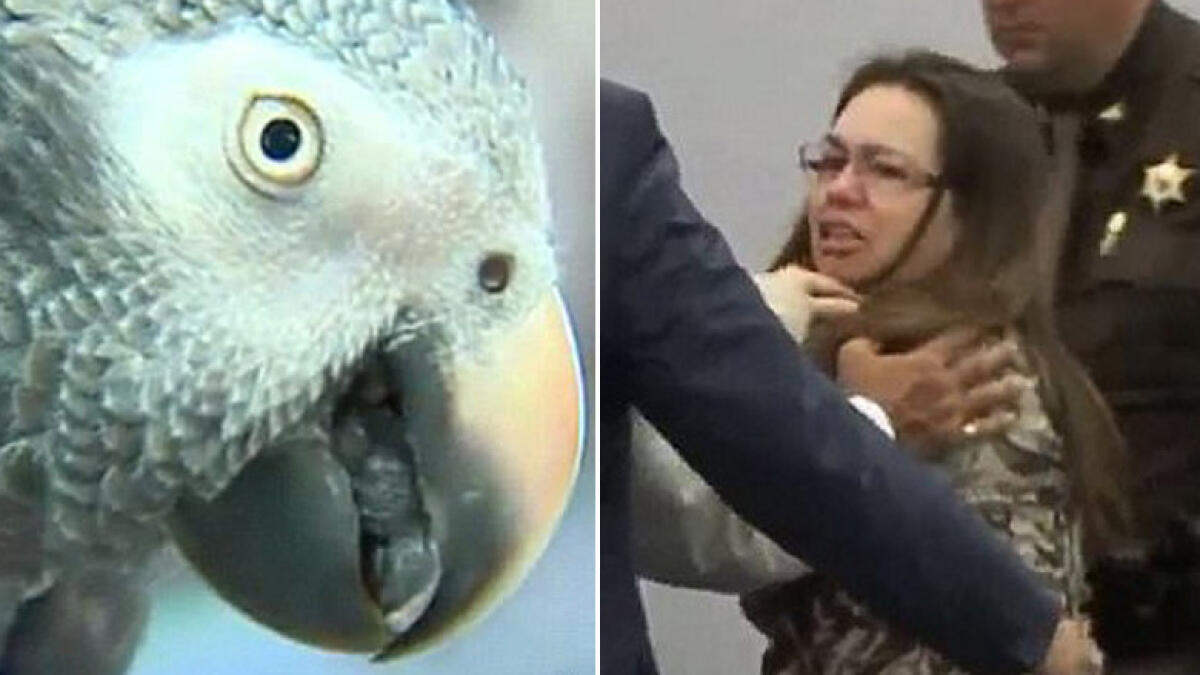 Pet parrot repeats murdered mans last words to nail wife