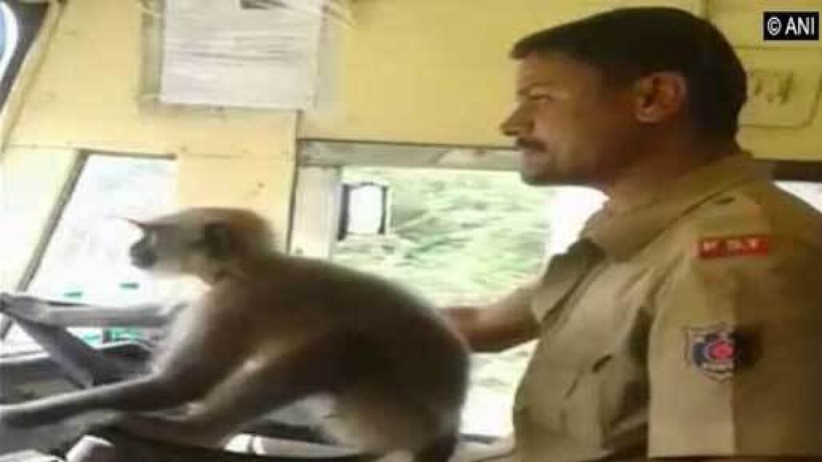 Driver fired for allowing monkey to drive bus