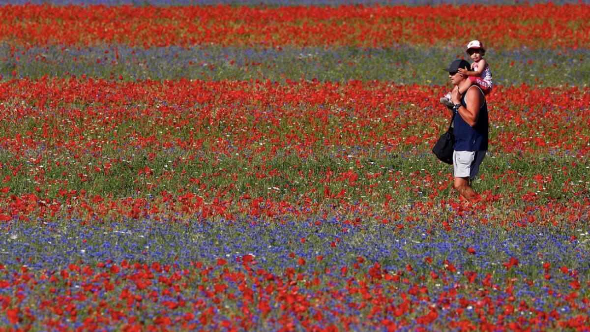 People walk in the middle of a field of flowers during the annual blossom in Castelluccio, Italy. Photo: Reuters