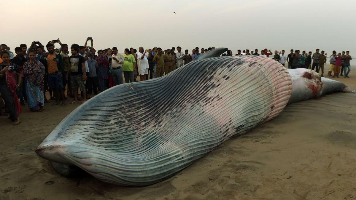 Onlookers gather around a 23 feet dead whale washed ashore at the Juhu Chowpatty in Mumbai. 