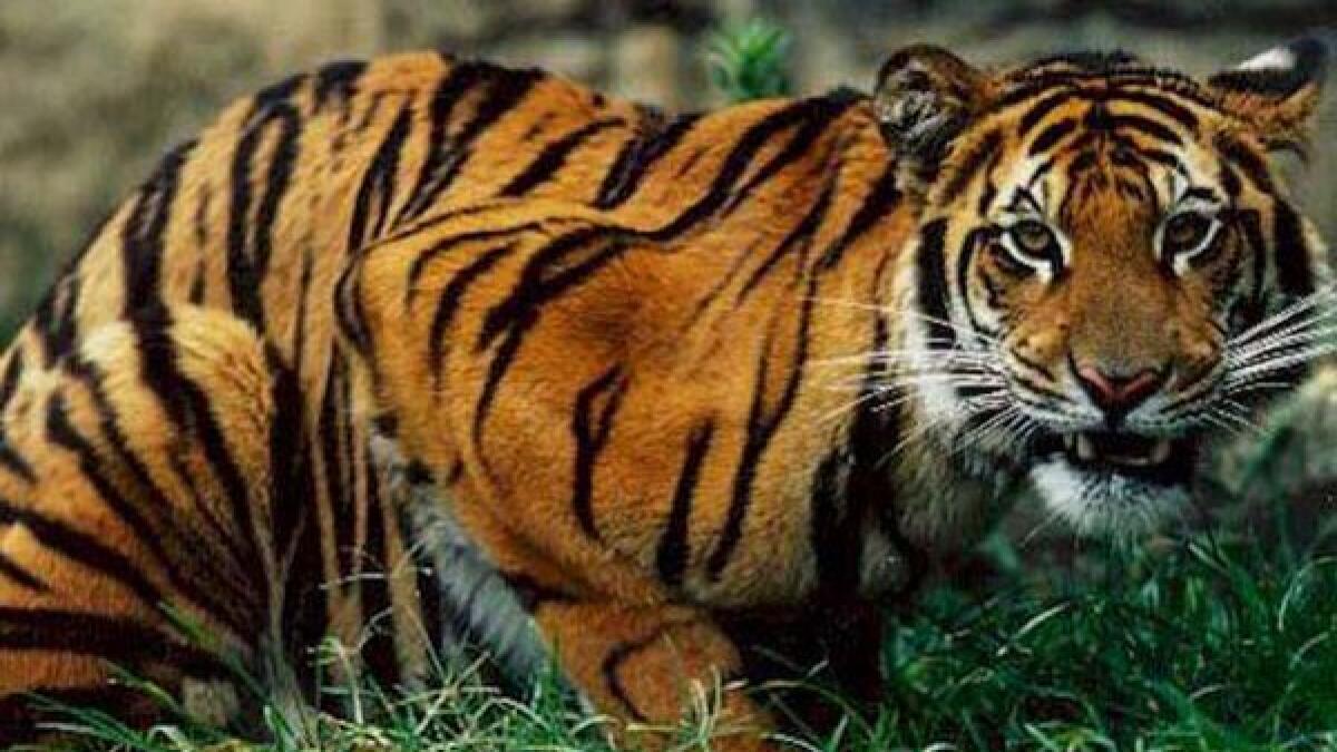 Worlds tiger count rises for first time in 100 years