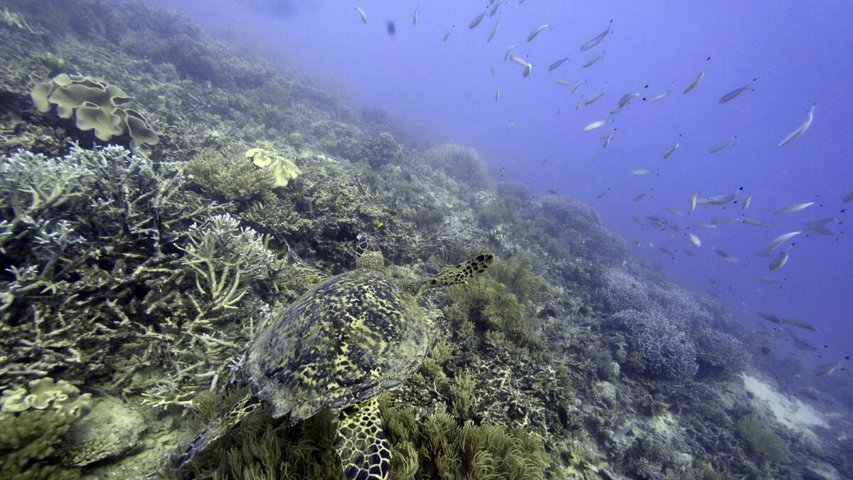 A sea turtle swims over corals on Moore Reef in Gunggandji Sea Country off the coast of Queensland in eastern Australia on November 13, 2022. For the first time, United Nations members have agreed on a unified treaty to protect biodiversity in the high seas — nearly half the planet’s surface. — AP file