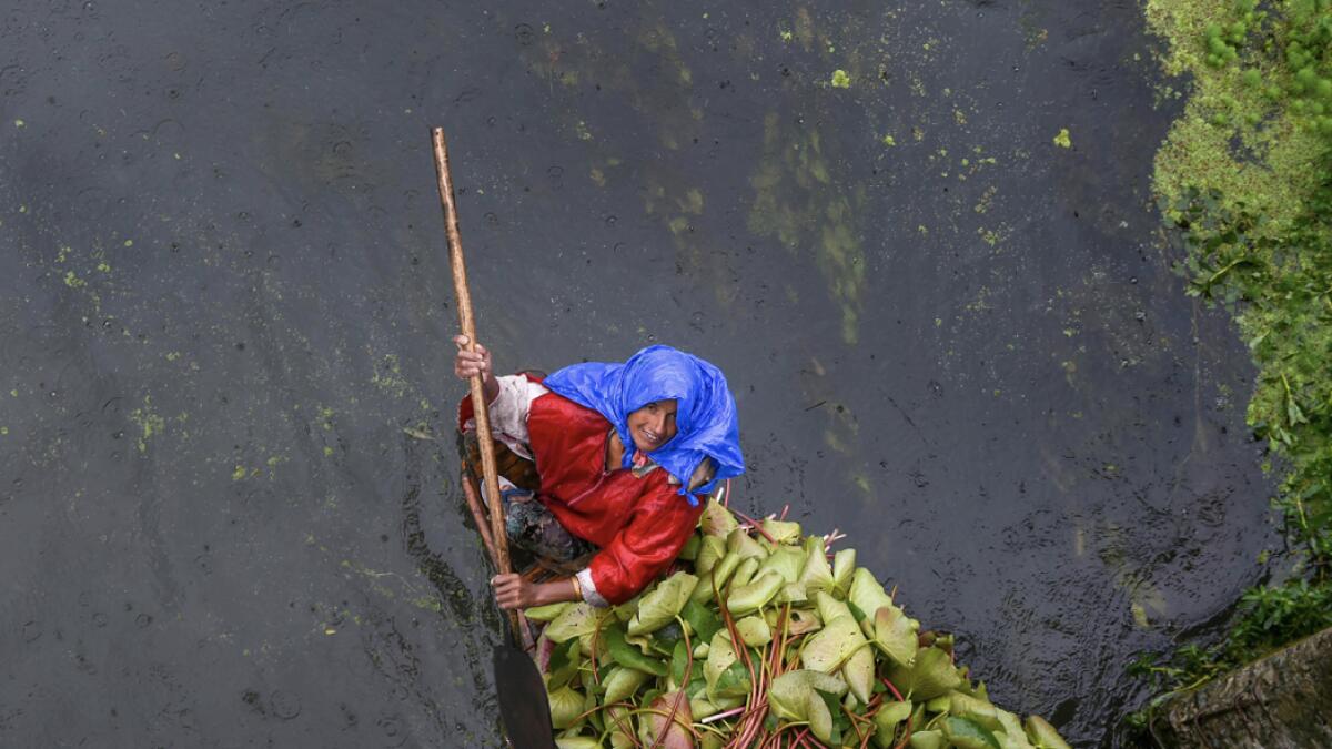 A woman rows her boat on Dal Lake during rains, in Srinagar. The incessant rains continued in most parts of Jammu and Kashmir for the third consecutive day. Photo: PTI