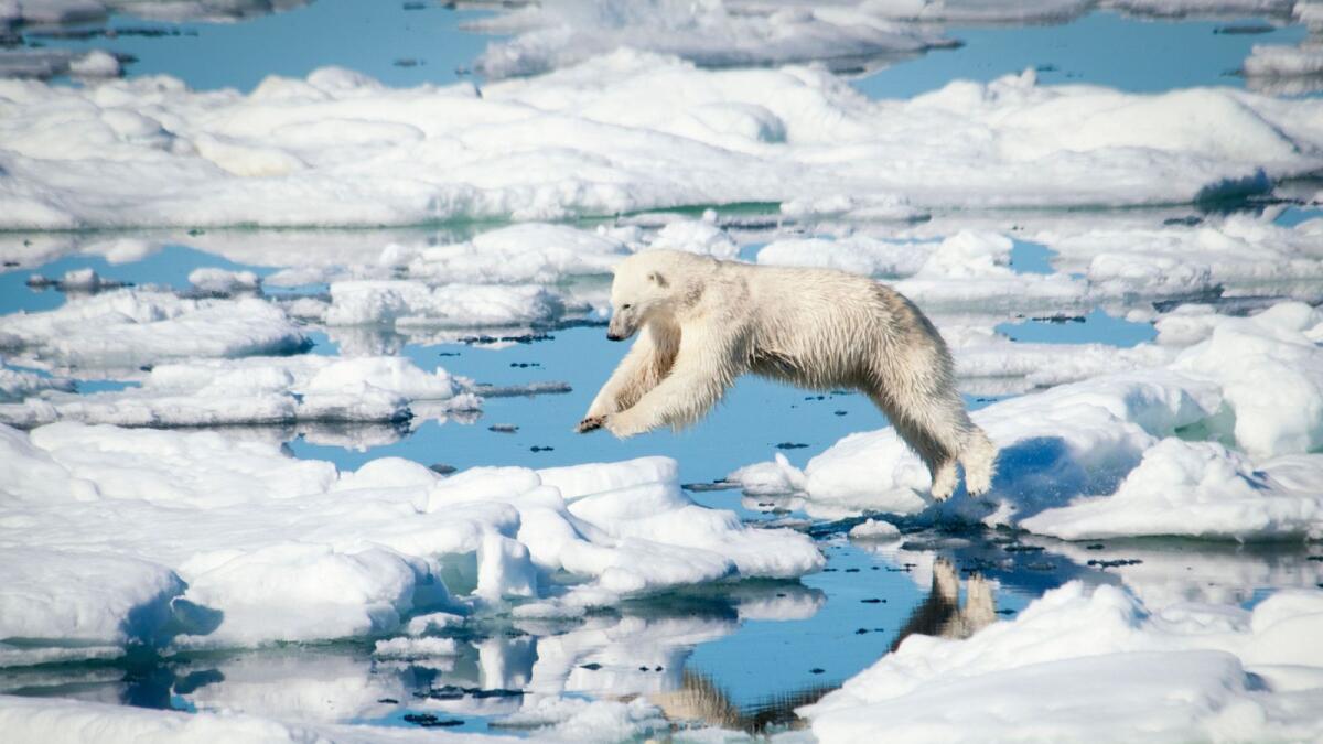 Polar Bear leaping over melting ice in the Olgastretet Pack Ice, Svalbard Archipelago, Norway