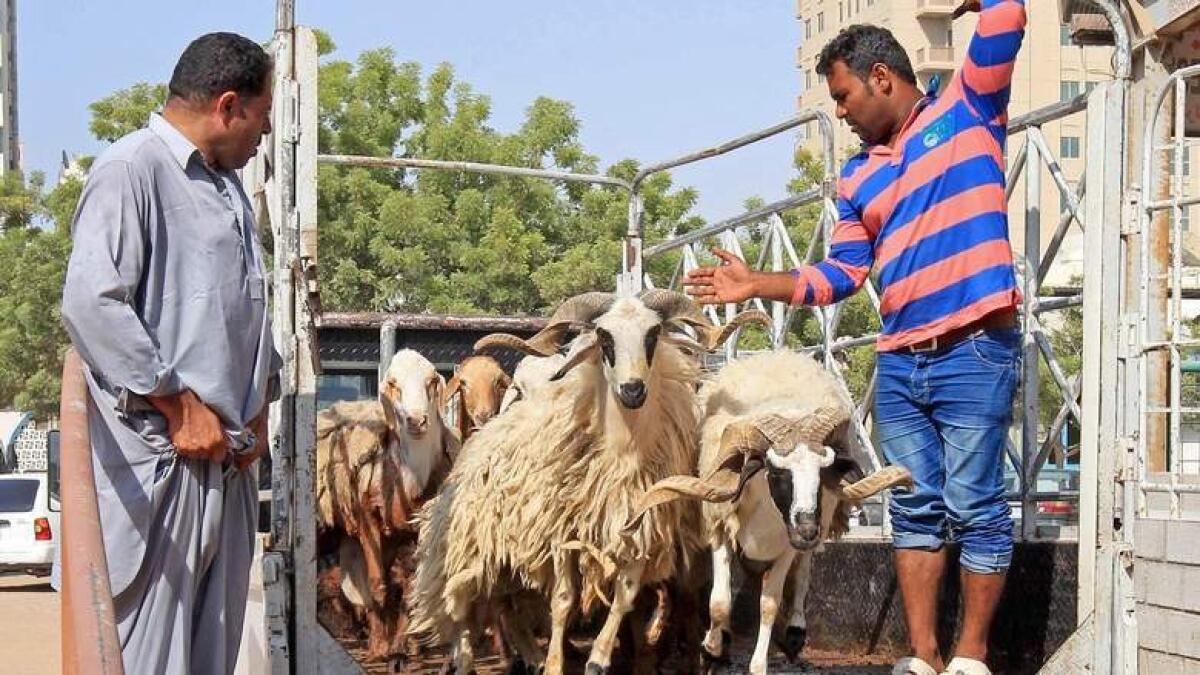 New abattoir, health check for livestock as Sharjah gears up for Eid
