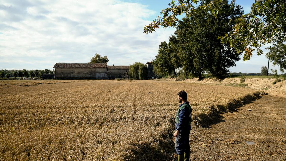 A rice producer looks at his rice farm in Lombardy, Italy. Photo: AFP
