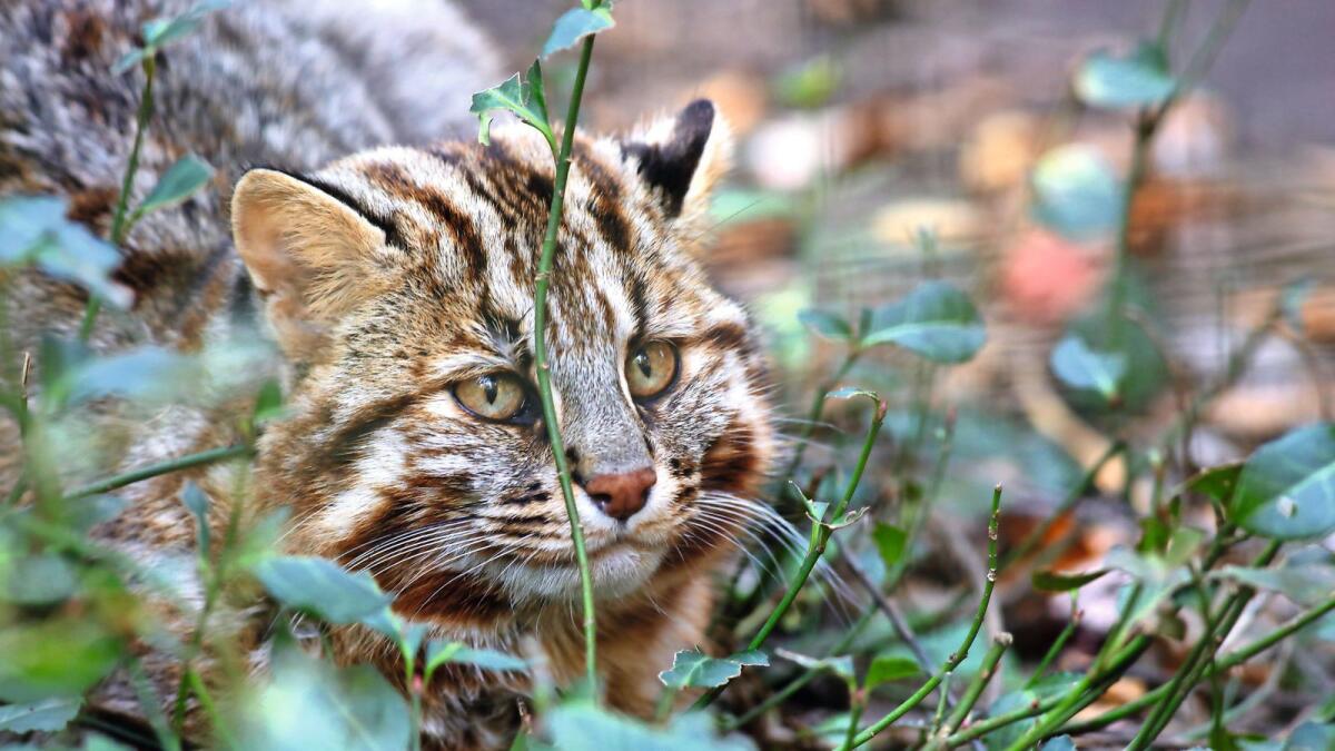 Tsushima Leopard Cat  in Japan