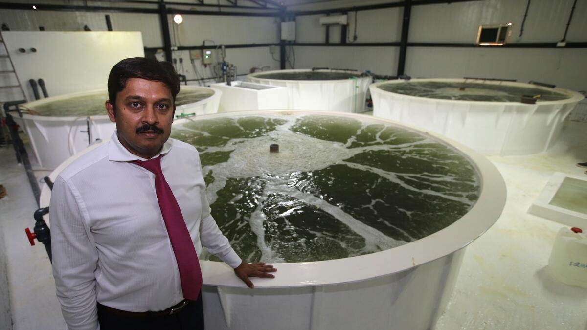 S.D. Gopakumar, the man behind UAE’s commercial shrimp farming, at one of the nurseries.
