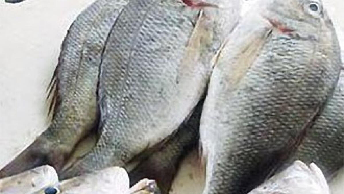 Coloured fish gills raise a stink in Fujairah