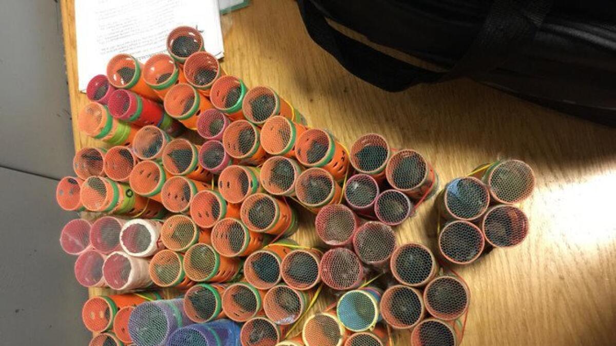 70 live birds hidden inside hair rollers seized at airport  