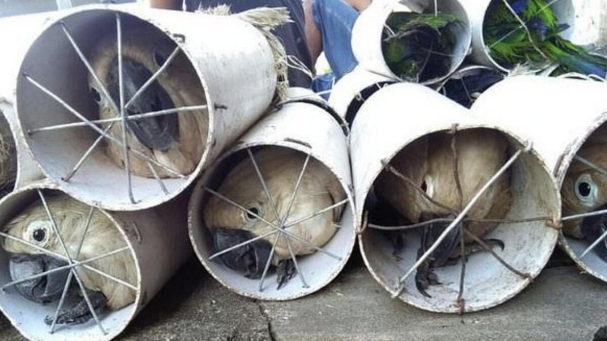  Exotic Indonesian birds found in drain pipes