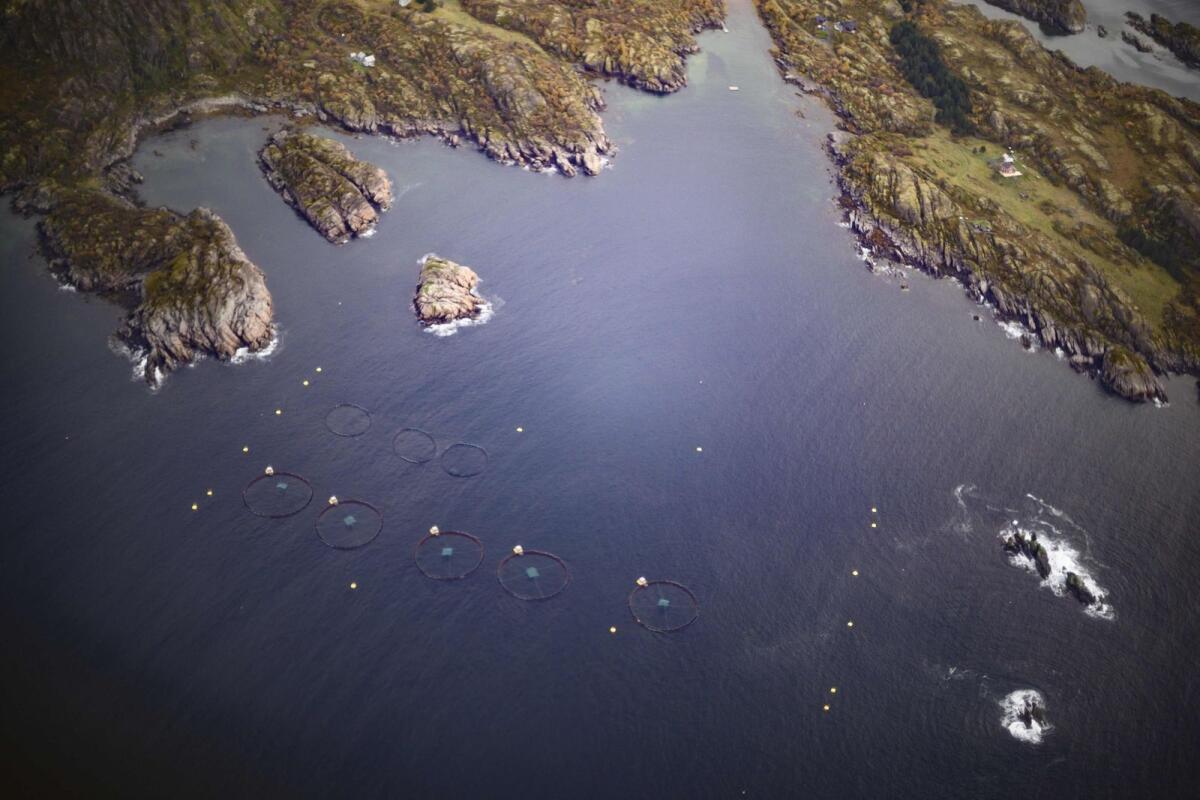 Salmon farms are seen in a fjord near Leknes in the Lofoten Islands on October 1, 2018, within Arctic Circle. — AFP