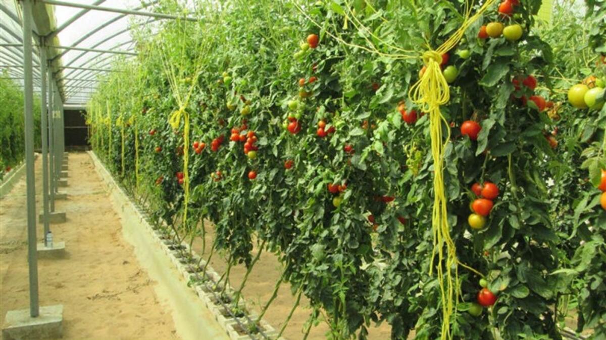 New AgTech Park project aims to accelerate sustainable local food production and position the UAE as a hub to supply high-growth markets across the Middle East and Africa