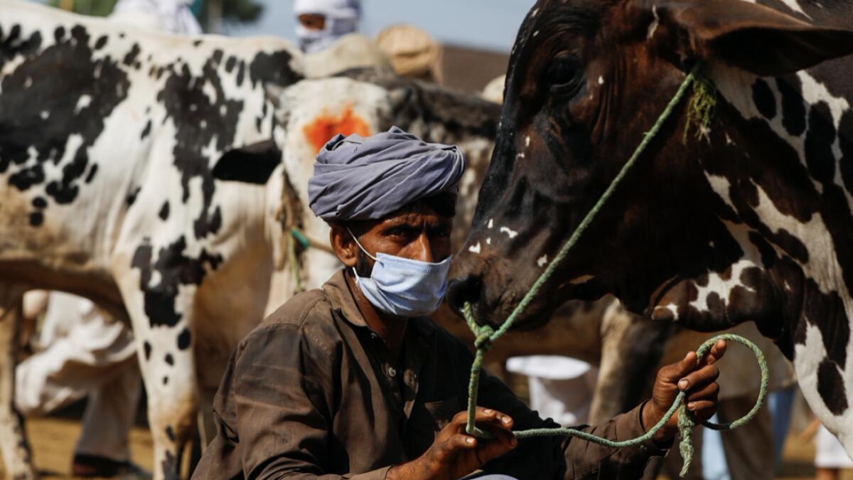 A man wears a protective mask as he sells cows for the upcoming Eid Al Adha sacrifice, at the cattle market, in Peshawar, Pakistan. Photo: Reuters