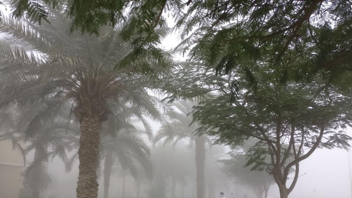 Video: Dense fog, mist take over UAE, flights delayed in Abu Dhabi