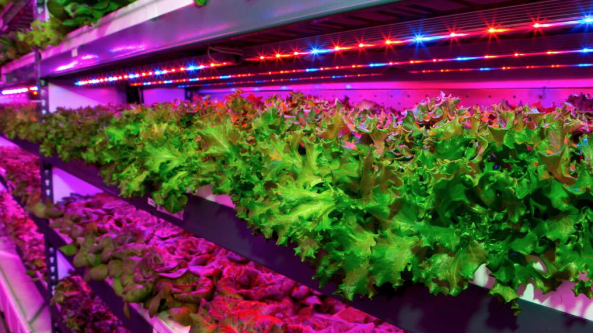 Emirates Flight Catering to build world’s largest vertical farming facility in Dubai