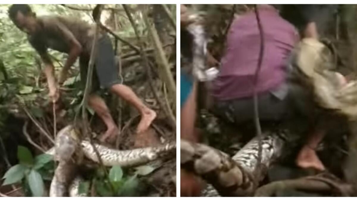 Video of Indonesian man dangerously wrestling with giant python goes viral