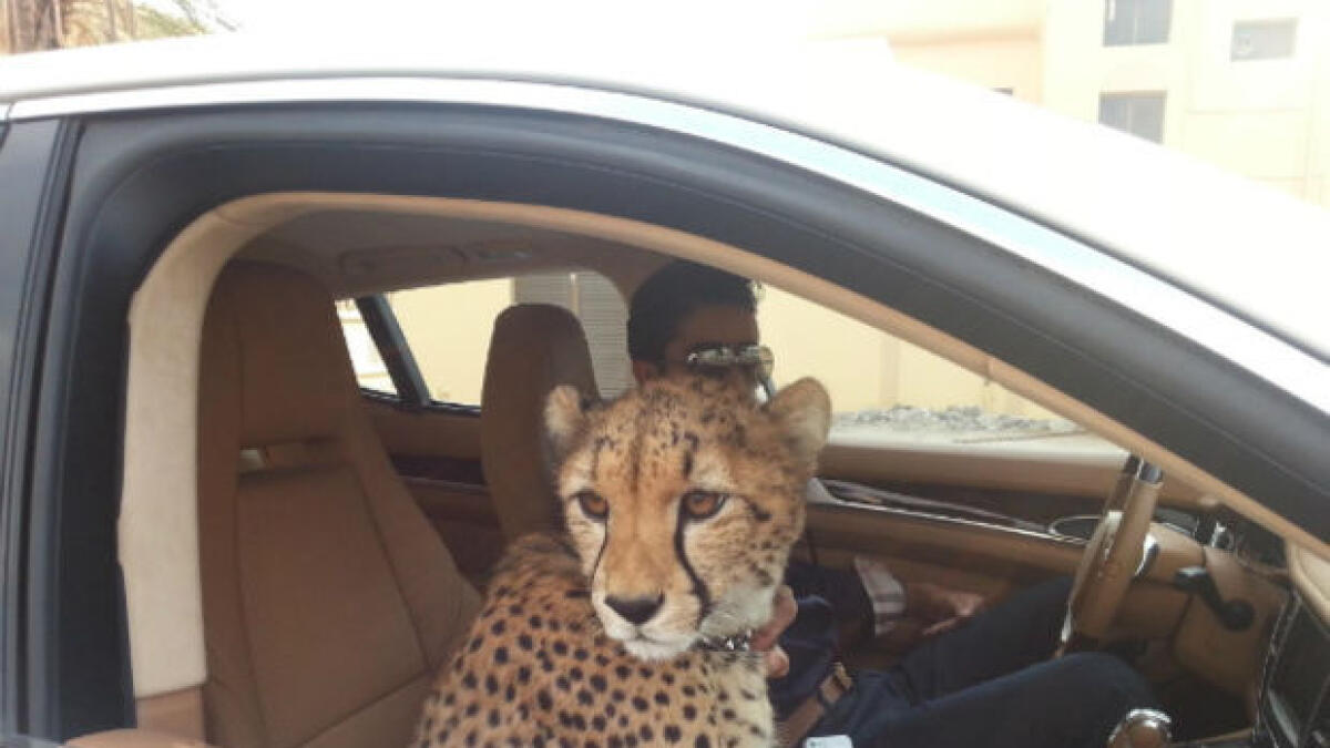 This cheetah has class...