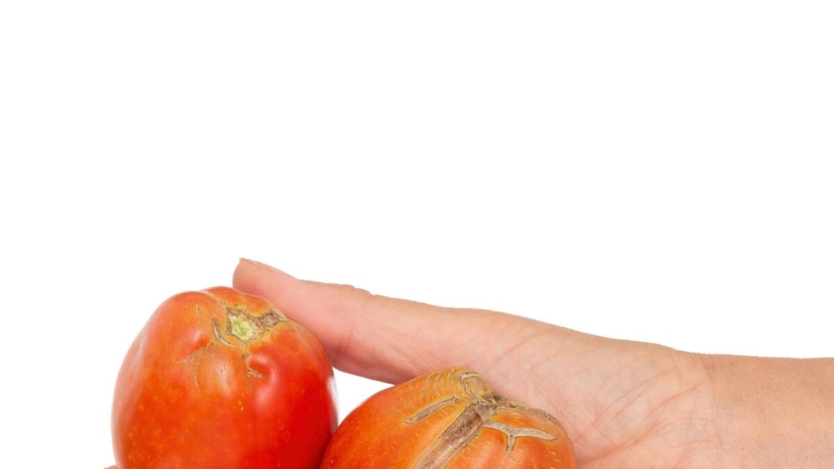 tomatoes, off beat, Florida