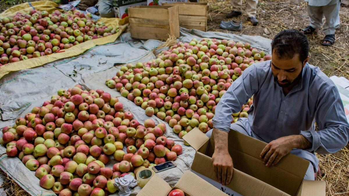 A Kashmiri farmer packs apples for export in Srinagar. Photo: Alamy
