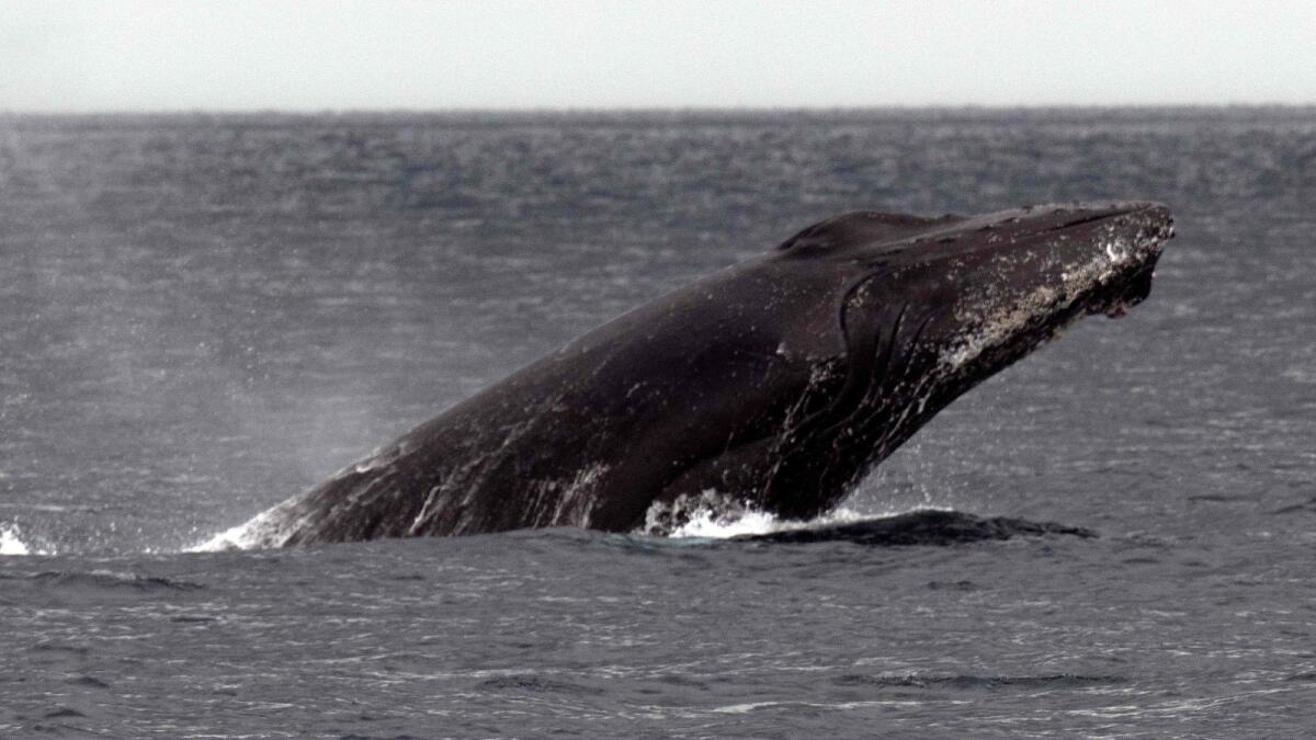 A humpback whale. — AFP file photo
