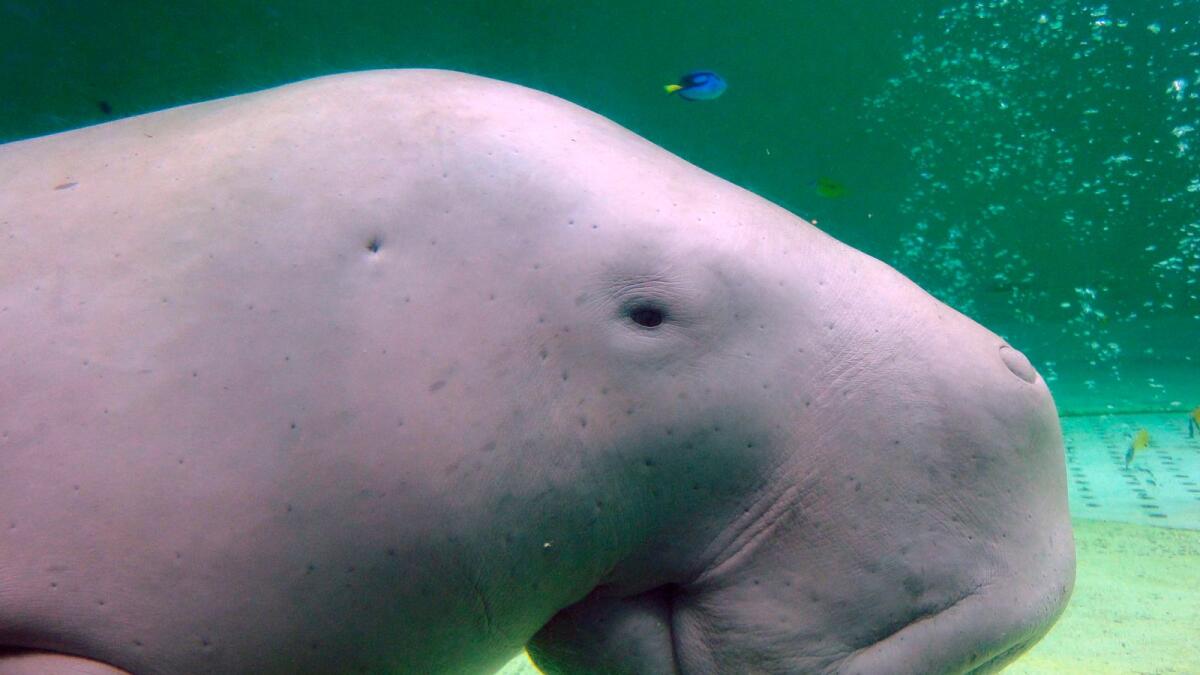 Serena, a dugong, swims at the Toba Aquarium in Toba, Japan on September 5, 2012. — AP file