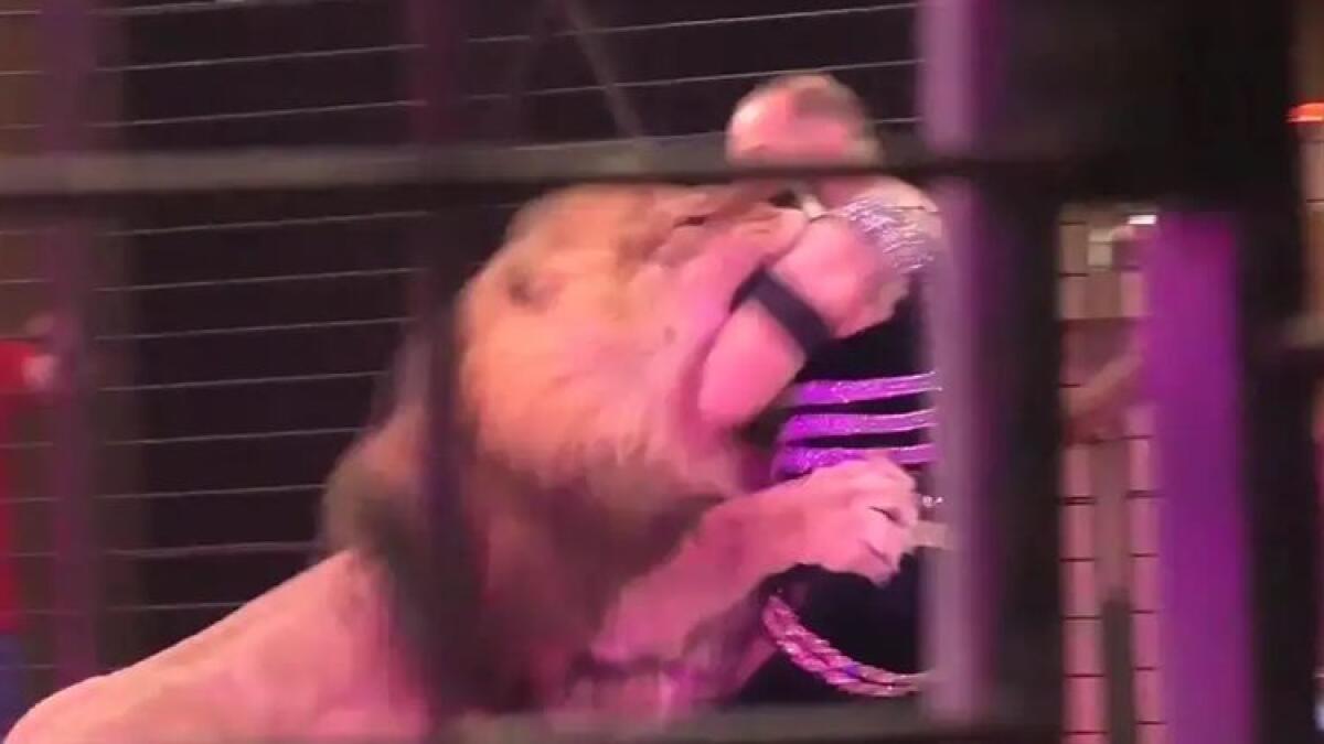 Video: Lion attacks ringmaster during live show in terrifying viral clip