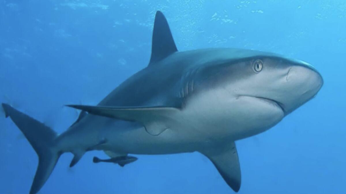 Shark fishing ban in UAE starting February 1