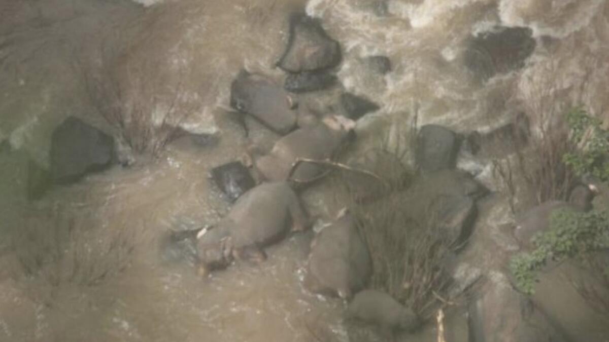 elephants, thailand, waterfall, fall to death, six elephants