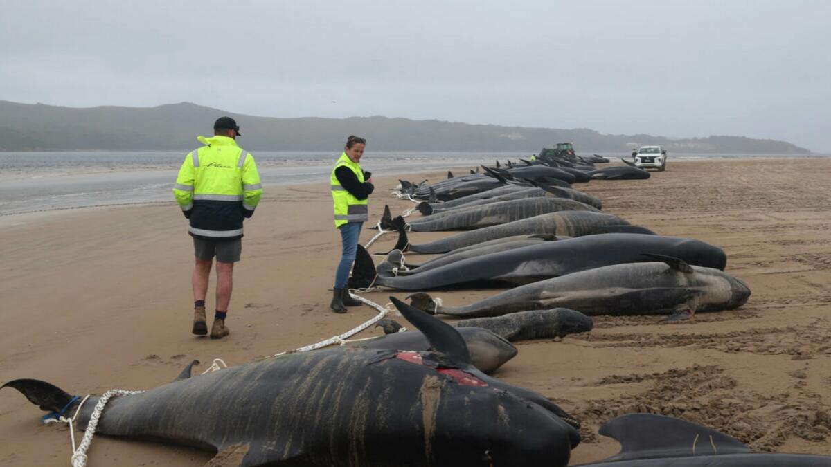 رجال الإنقاذ الأستراليون يسابقون لإنقاذ ما تبقى من الحيتان العالقة بعد نفوق 200 منها