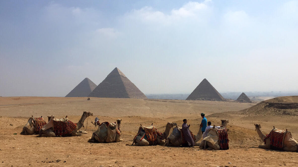 Camels resting against the backdrop of the pyramids.