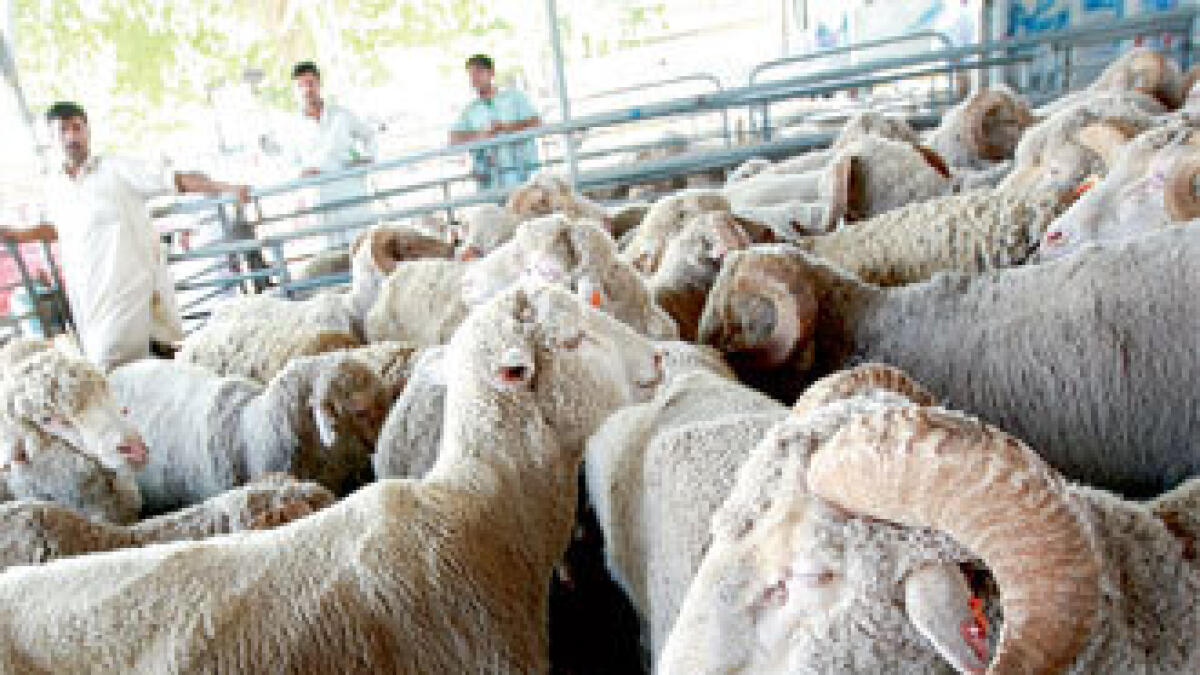 Downer before Eid: Animal prices soar