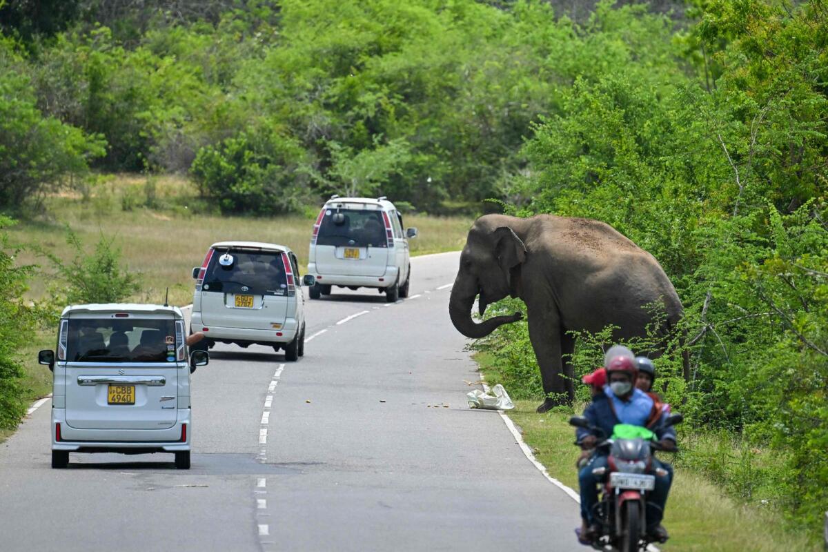 A wild elephant eats fruits along a road in Kataragama on June 3, 2023. — AFP file photo used for illustrative purpose only