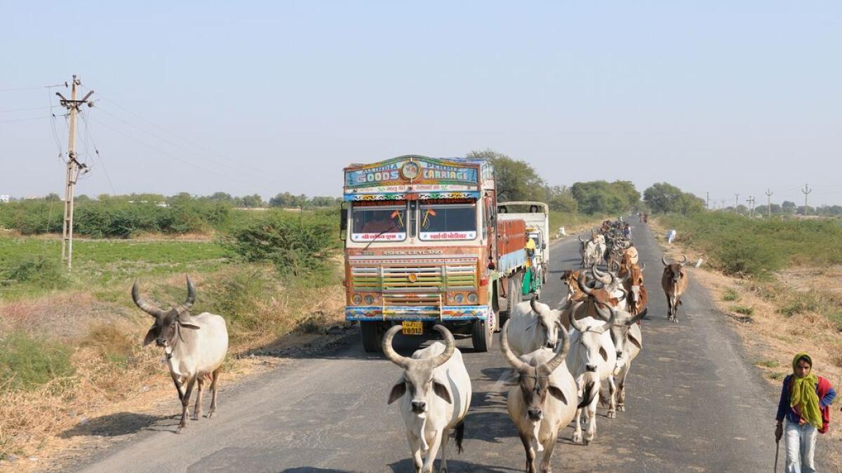Muslim man beaten up for transporting cows in India, dies