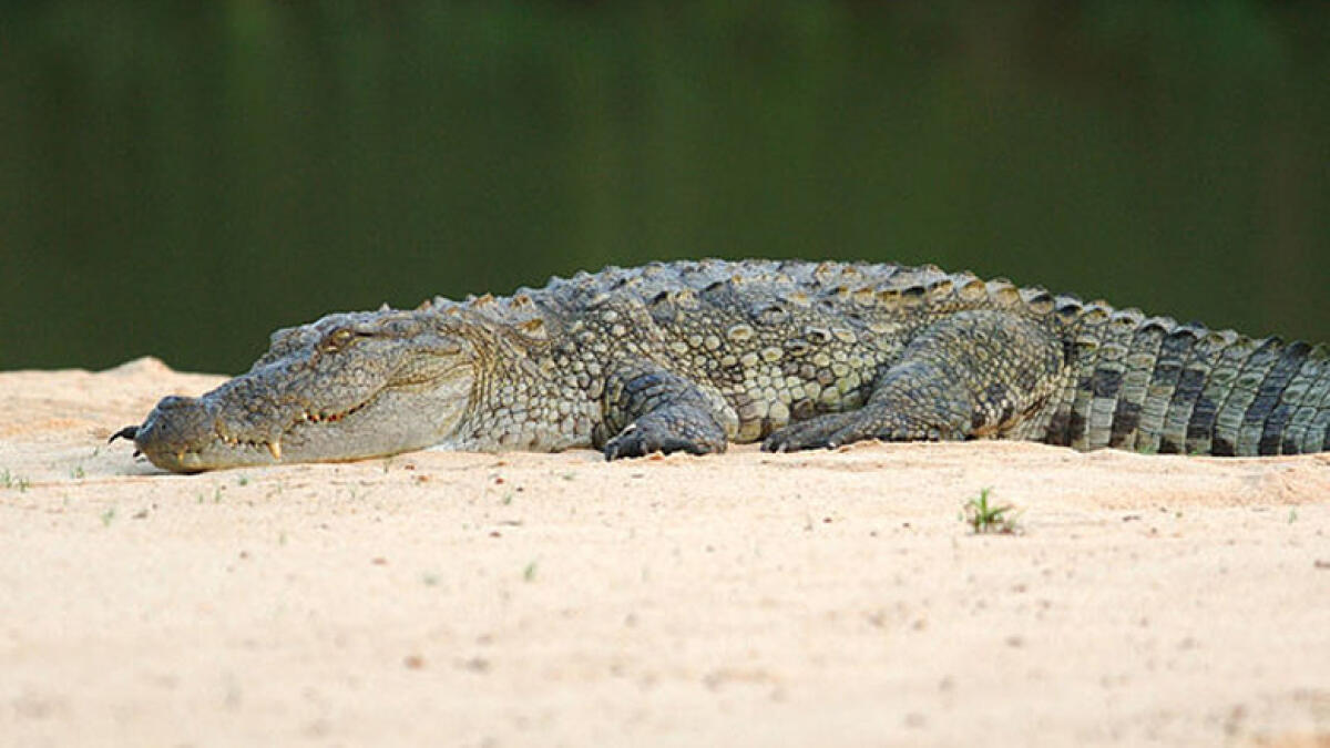 Philippine boy eaten by crocodile in latest attack 