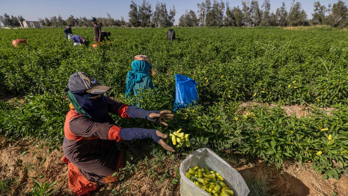 A farmer collects the pepper crop, in el-Fashn in Egypt's Beni Suef governorate, some 150 kilometres south of the capital, on June 13, 2022. The crops are collected for the benefit of start-ups companies contracting with the owner of the lands. — AFP