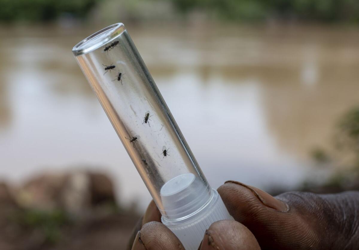 Along the Gambia River, vector control technicians capture black flies by allowing the flies to land on their lower extremies.
