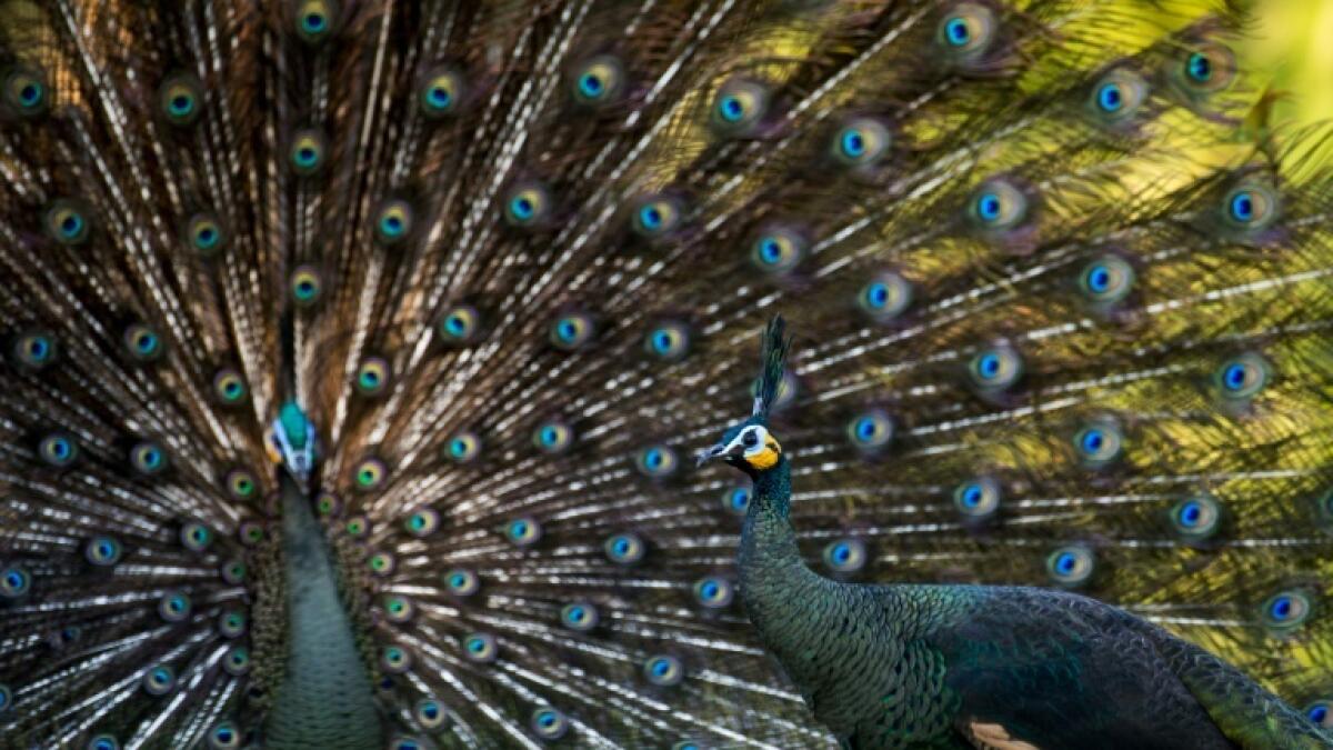 170 peacocks die of contagious disease 