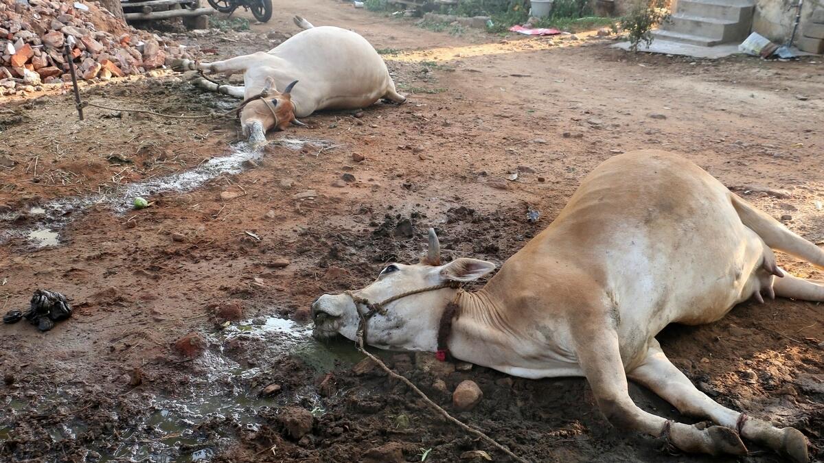 Dead cattle affected by a gas leak at the LG Polymers Plant is pictured in Visakhapatnam, India, May 7, 2020.