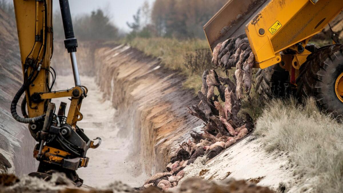 Members of Danish health authorities are assisted by members of the Danish Armed Forces in disposing of dead mink in a military area near Holstebro in Denmark November 9, 2020. Picture taken November 9, 2020.