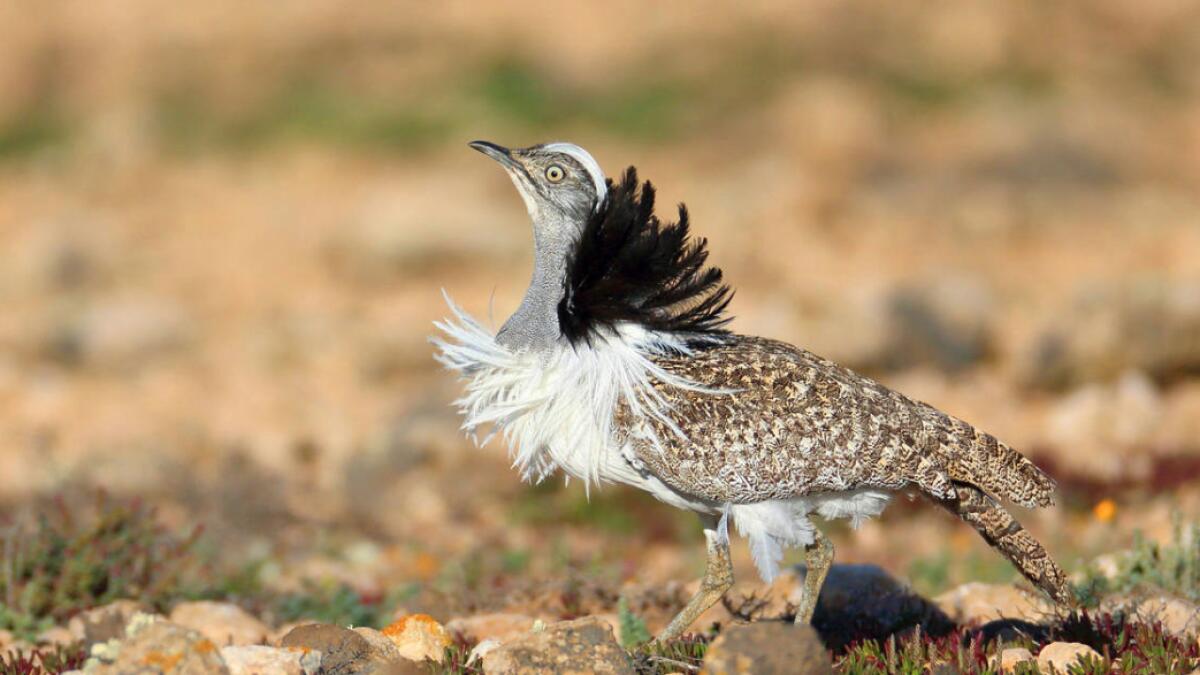 Experts discuss challenges in Houbara conservation