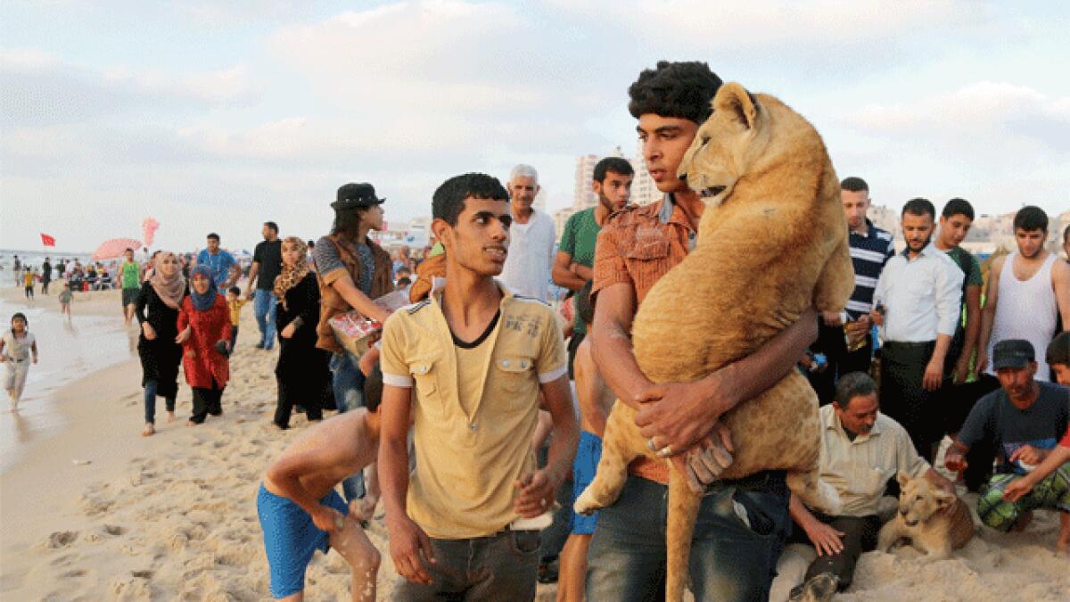 Pair of lions kept as pets by Gazans arrives in Jordan