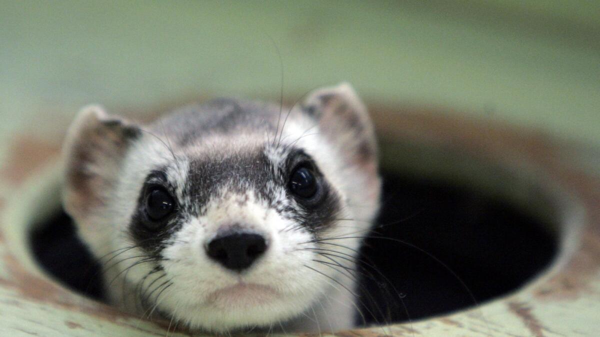 Bert, a male black-footed ferret, peers out from a burrow in a cage at the US Fish and Wildlife Service National Black-footed Ferret Conservation Centre in Wellington, Colorado, in  2007.